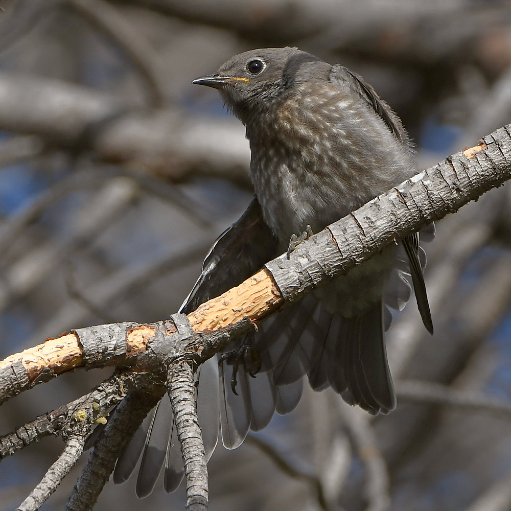Bluebird3.jpg