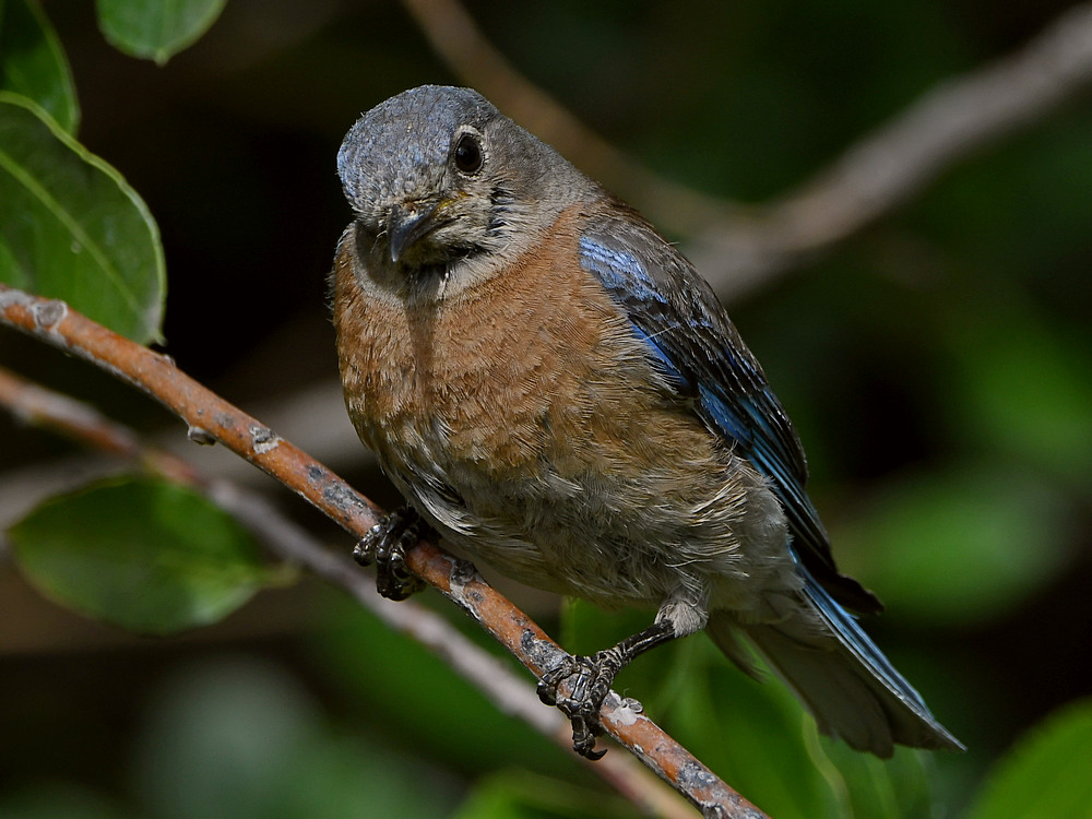 Bluebird3.jpg