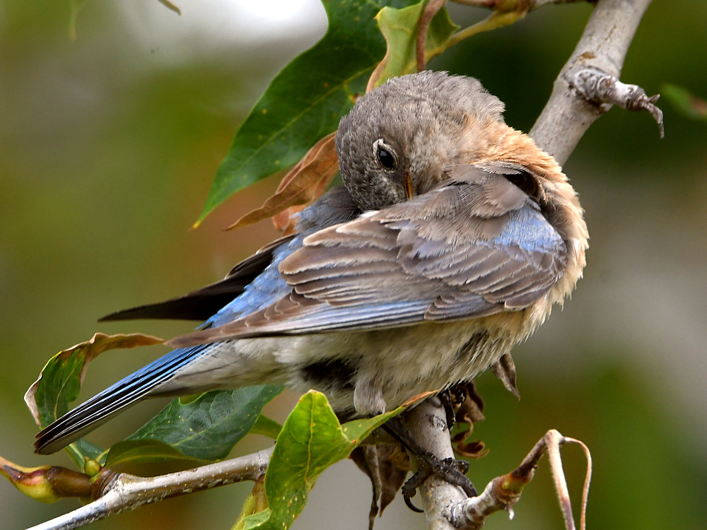 Bluebird3.jpg
