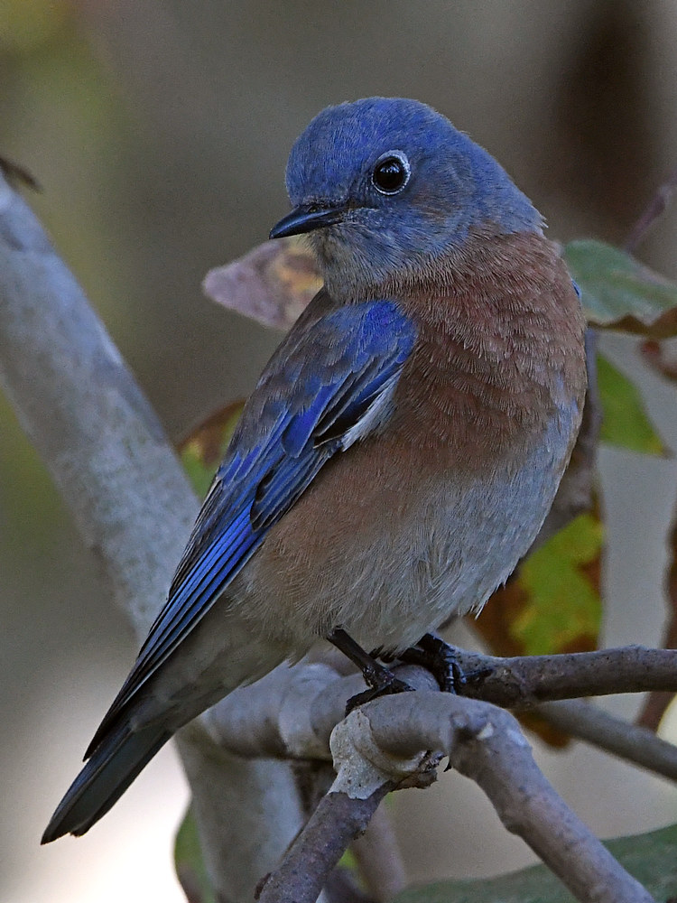 Bluebird3.jpg
