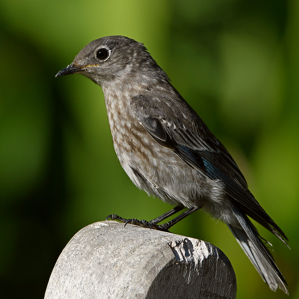 Bluebird3.jpg