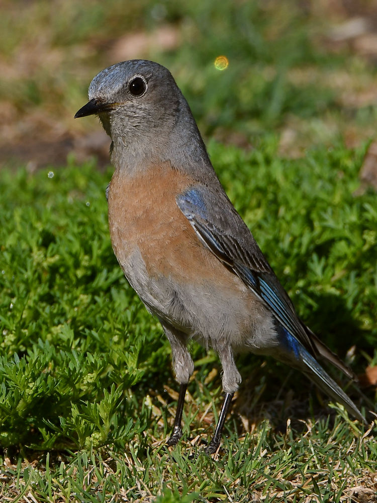 Bluebird3.jpg