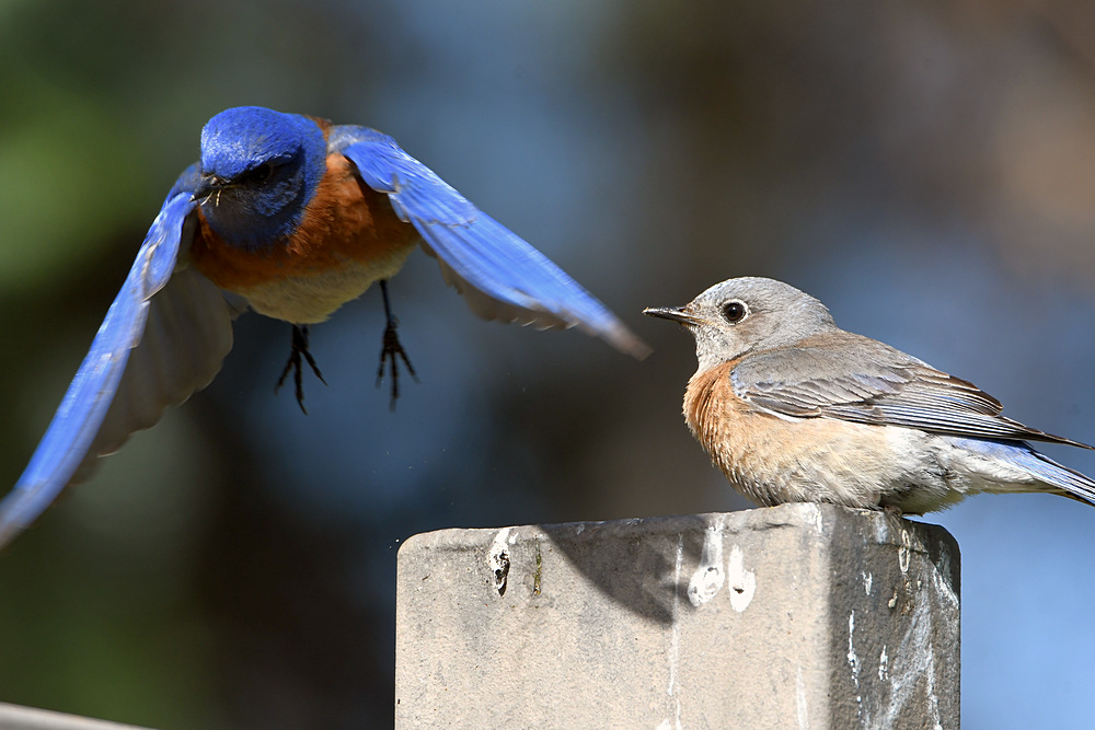 Bluebird3.jpg