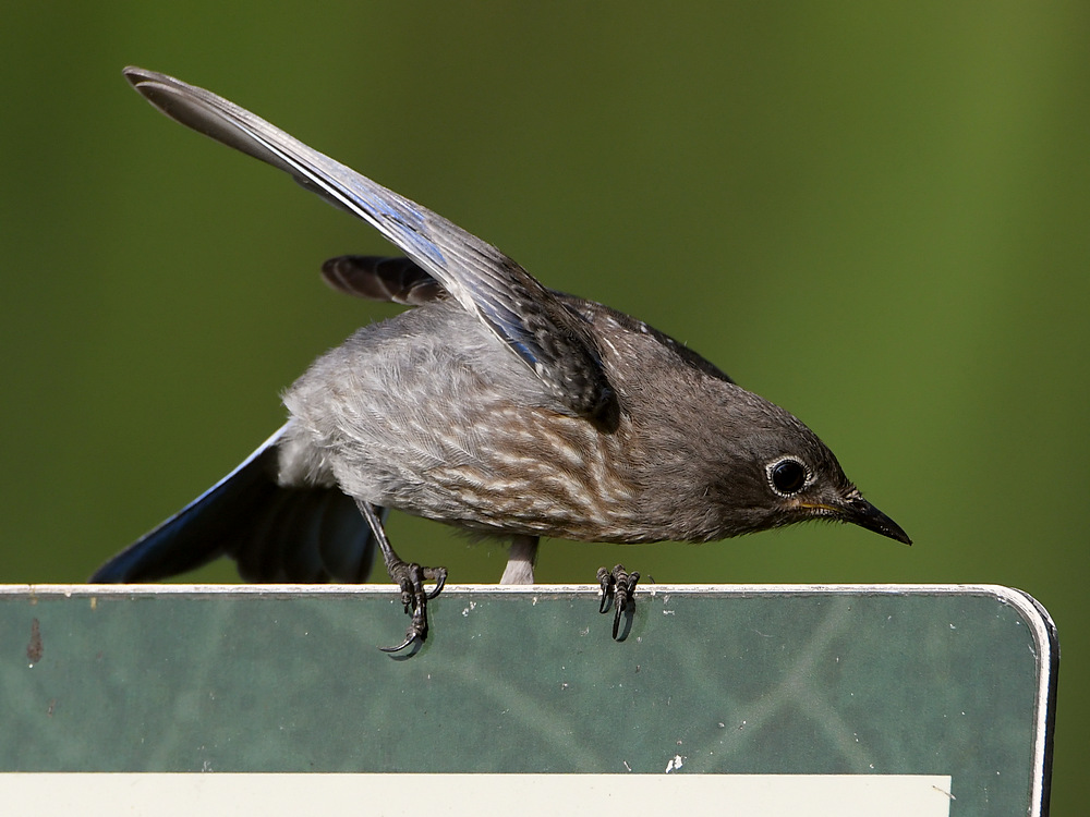 Bluebird3.jpg