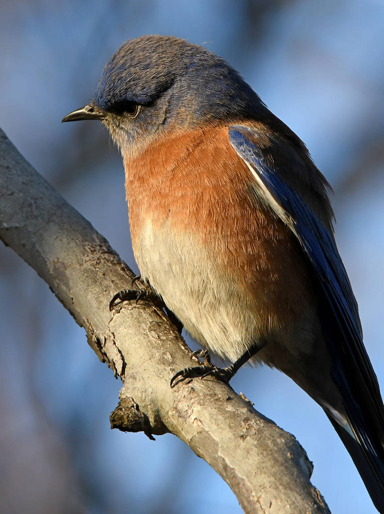 Bluebird3.jpg