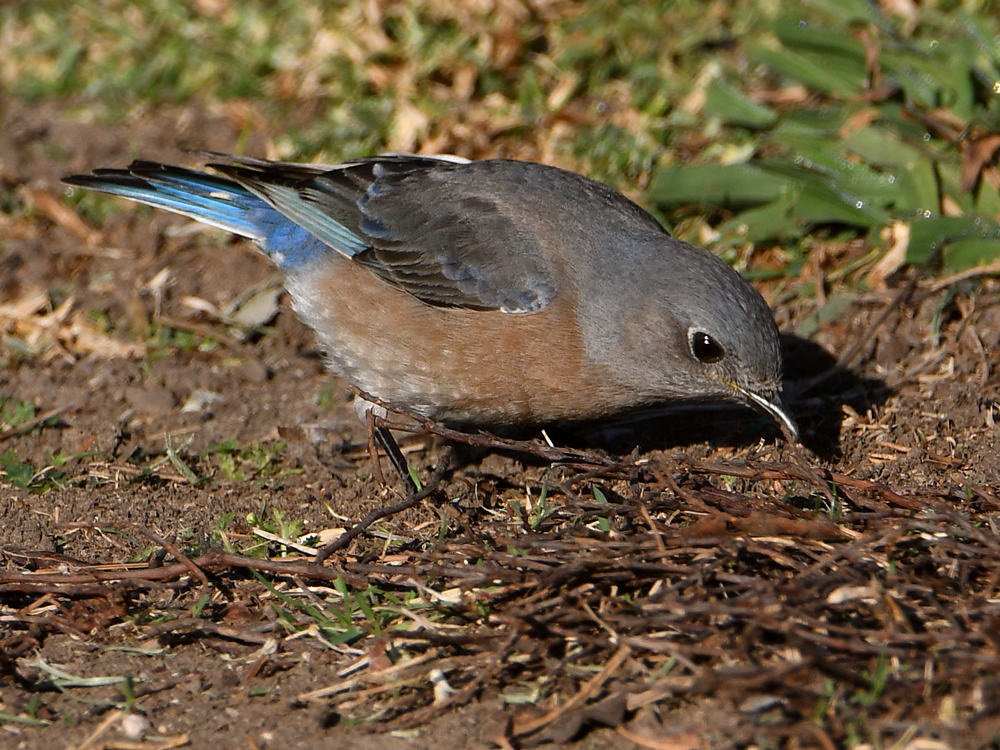 Bluebird3.jpg