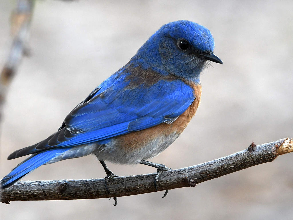Bluebird3.jpg
