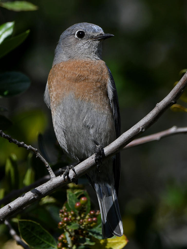 Bluebird3.jpg