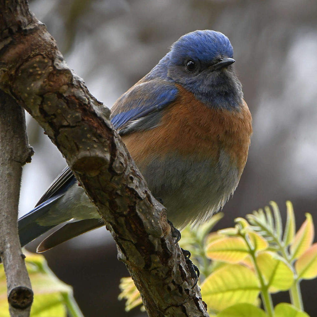 Bluebird3.jpg