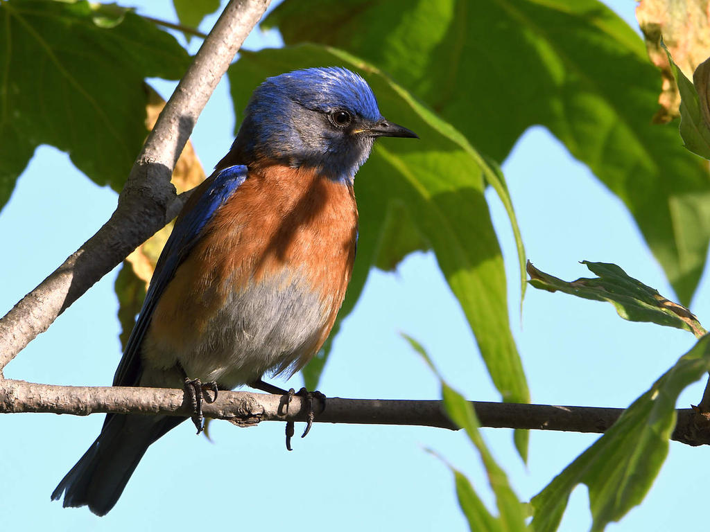 Bluebird3.jpg