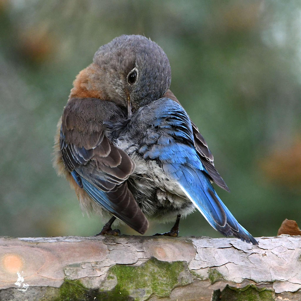 Bluebird3.jpg