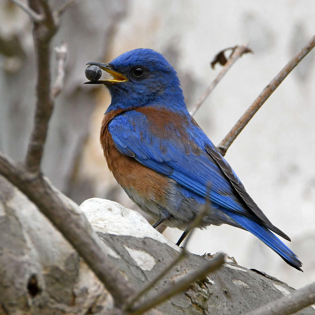Bluebird3.jpg