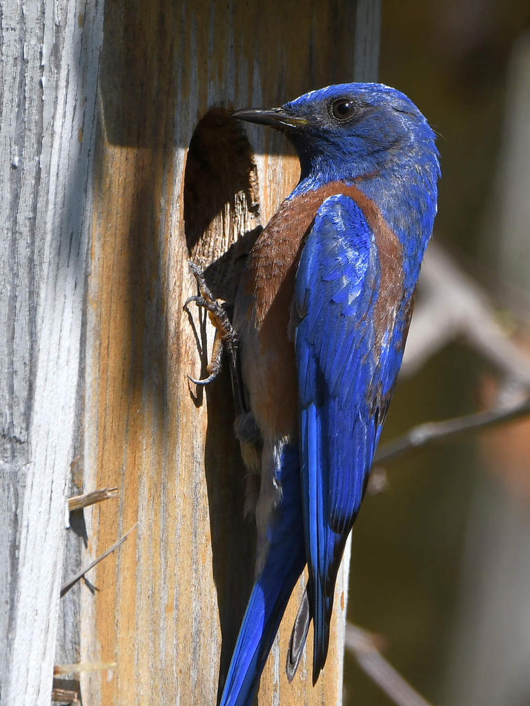 Bluebird3.jpg