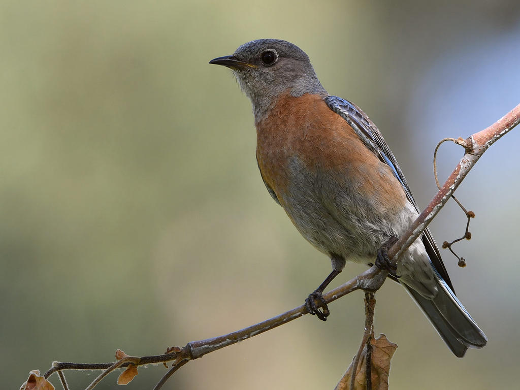 Bluebird3.jpg