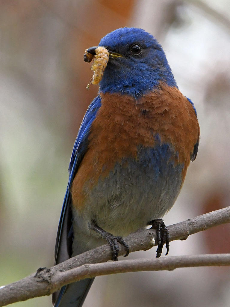 Bluebird3.jpg