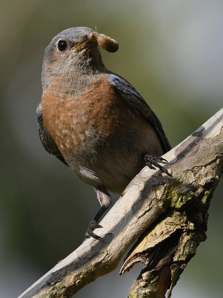 Bluebird3.jpg