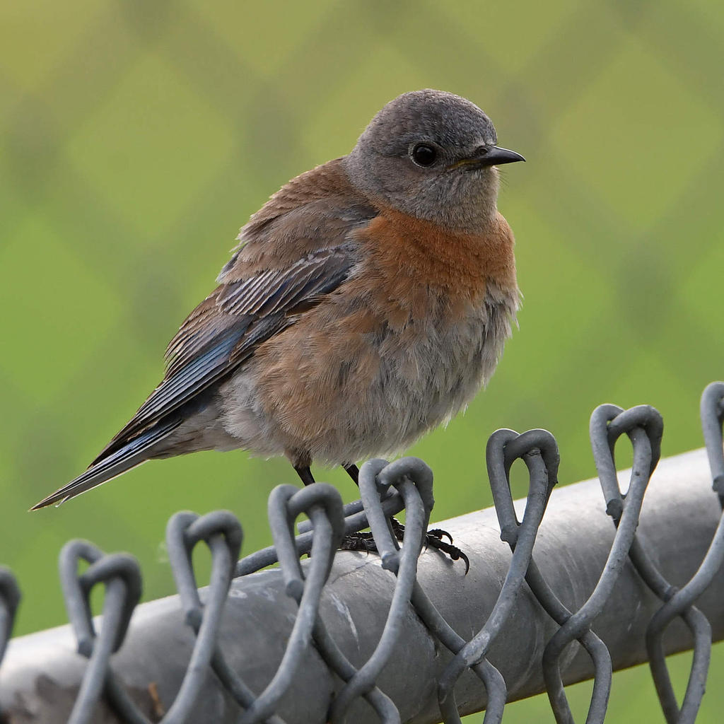 Bluebird3.jpg