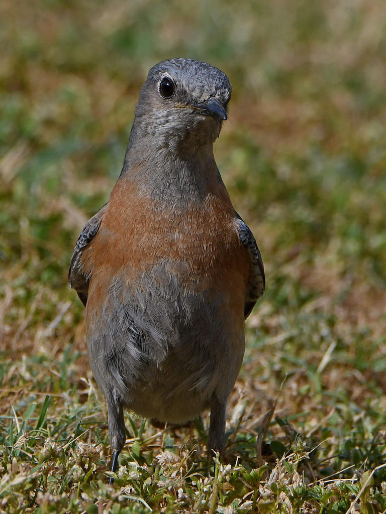Bluebird3.jpg