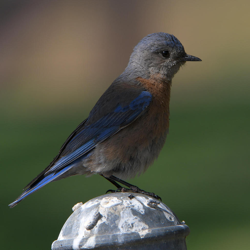 Bluebird3.jpg