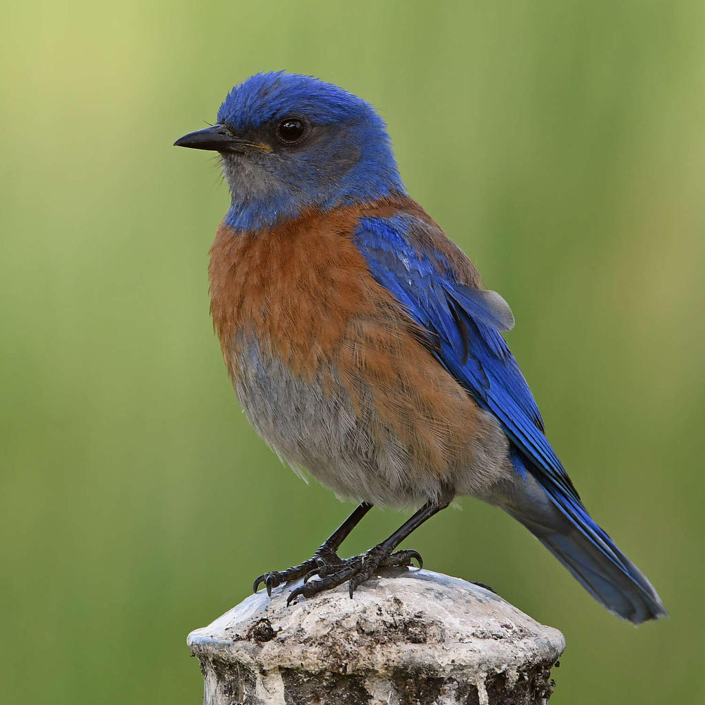 Bluebird3.jpg
