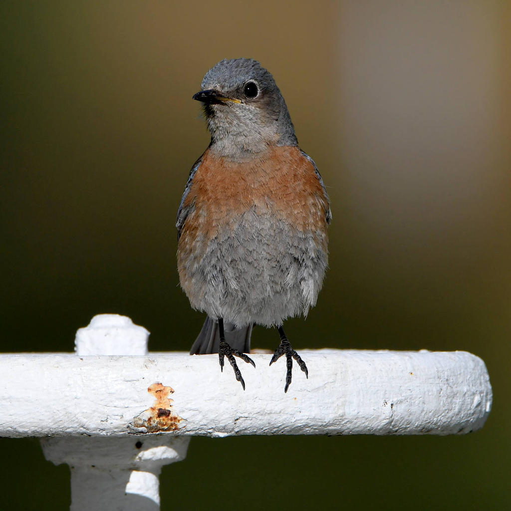 Bluebird3.jpg