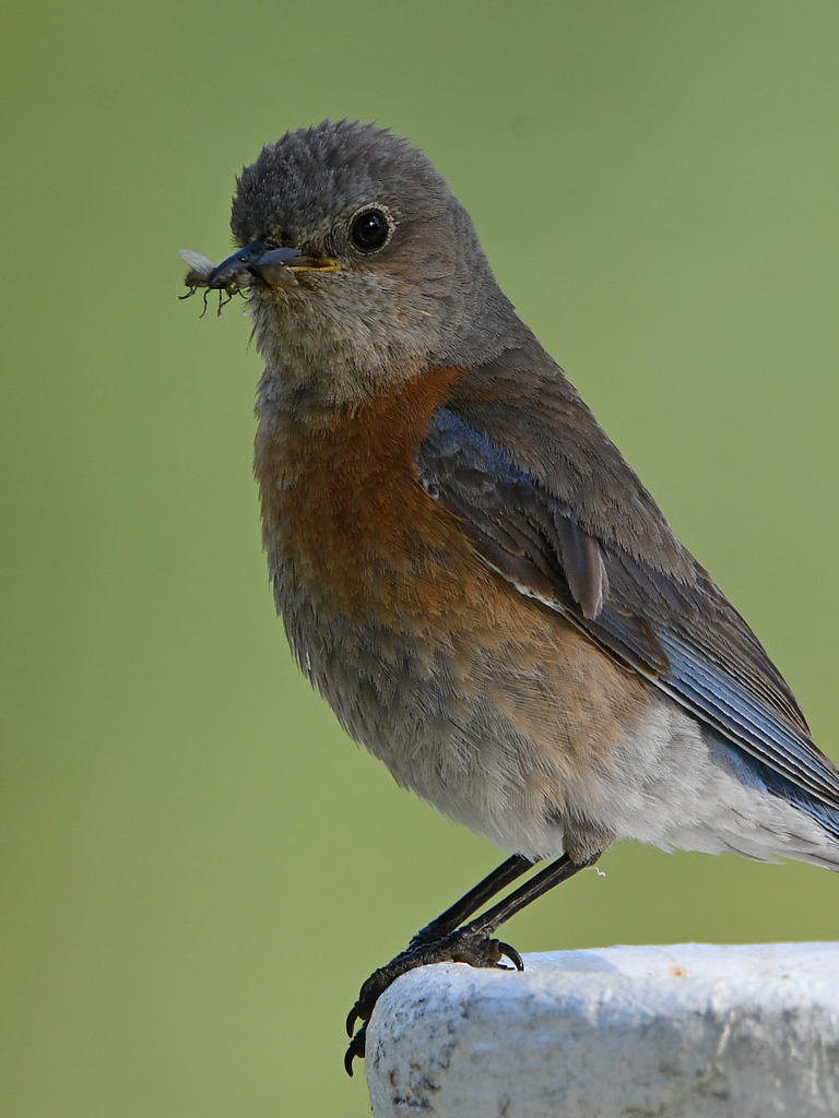 Bluebird3.jpg