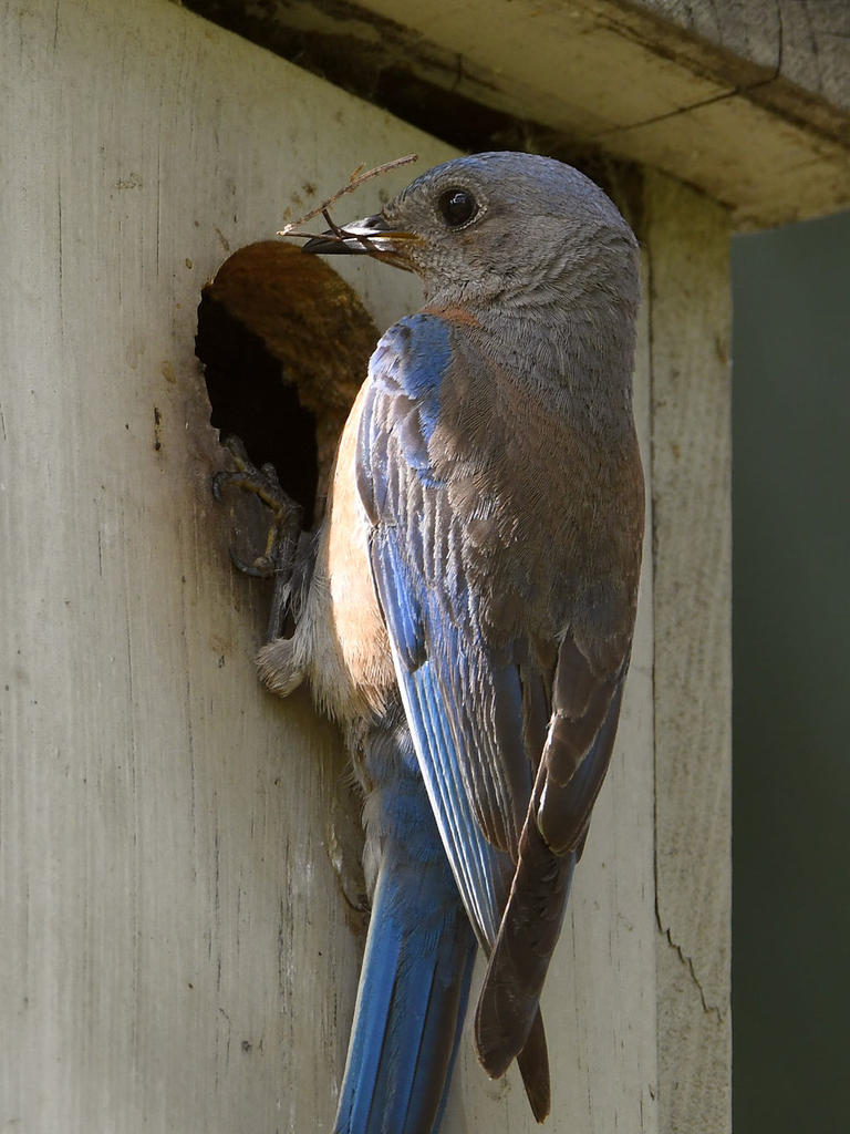 Bluebird3.jpg