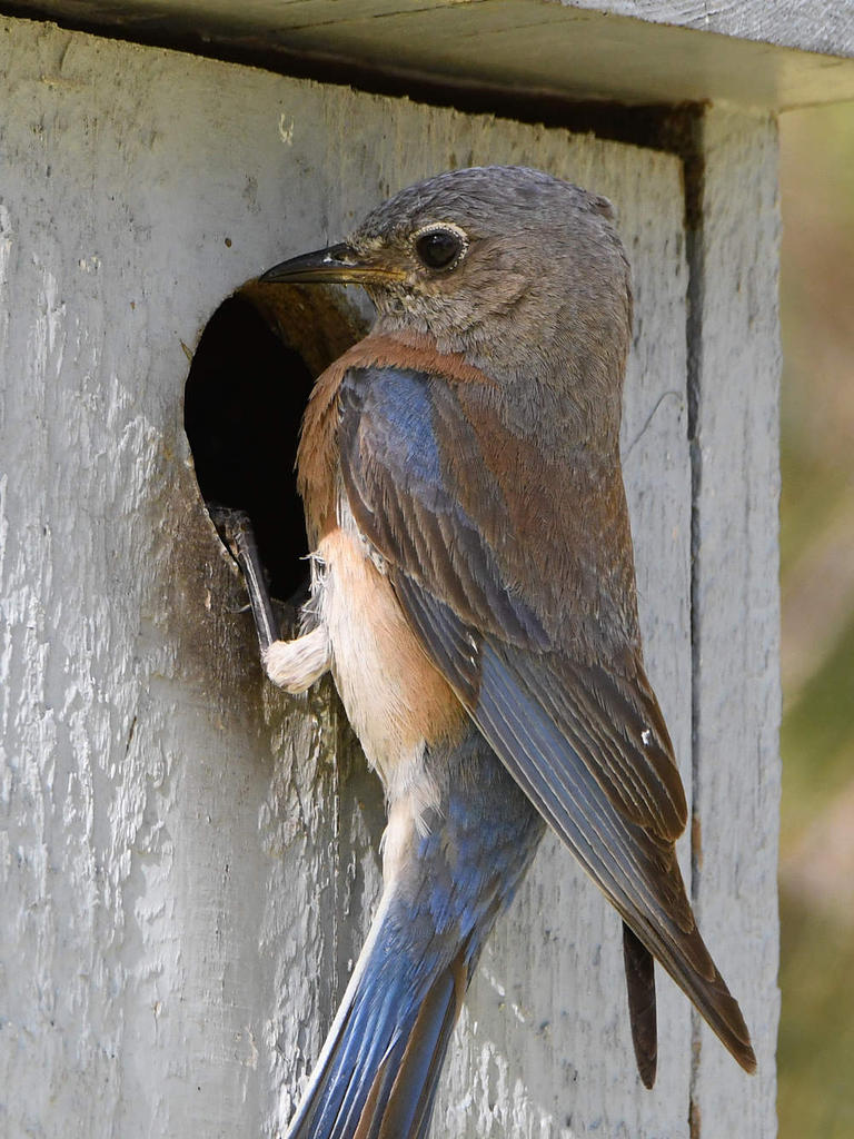 Bluebird3.jpg