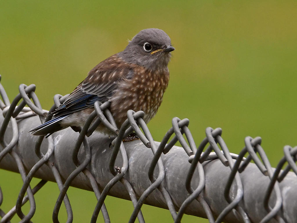 Bluebird3.jpg