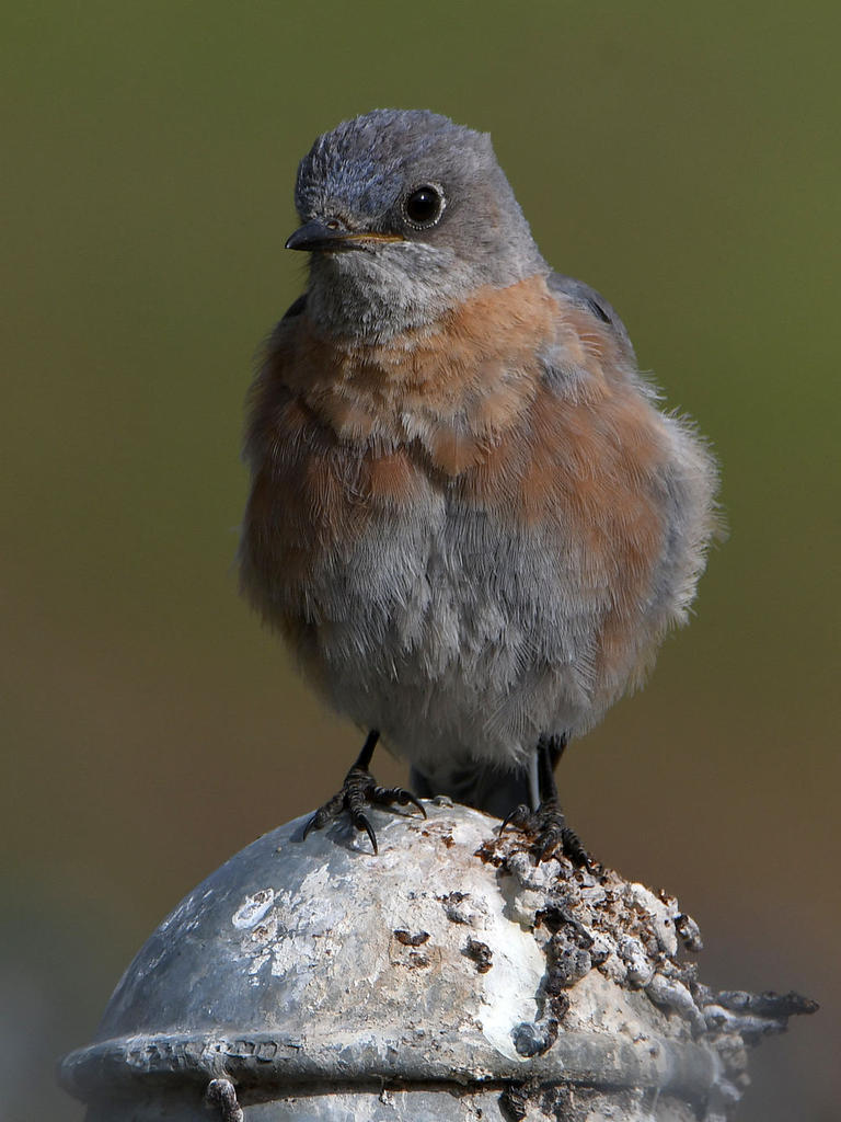 Bluebird3.jpg