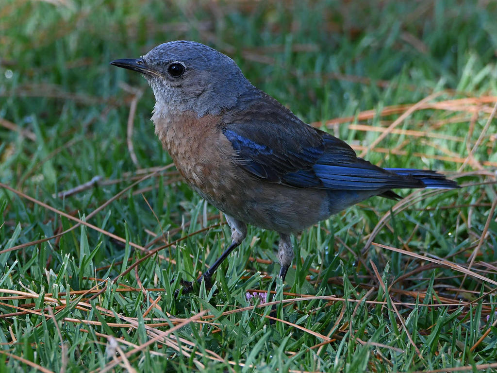 Bluebird3.jpg
