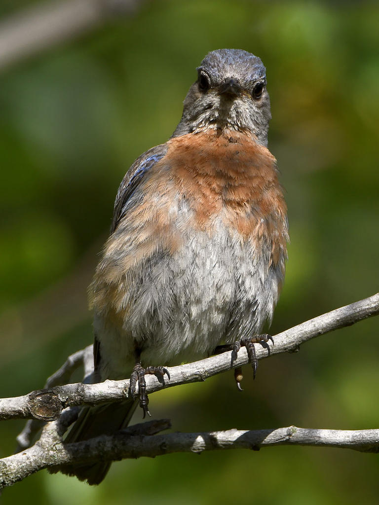 Bluebird3.jpg