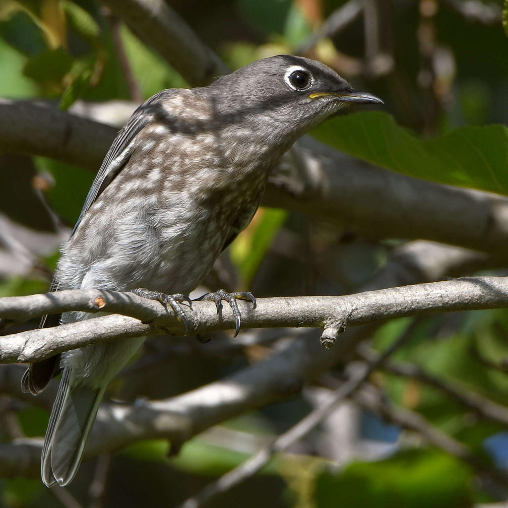 Bluebird3.jpg