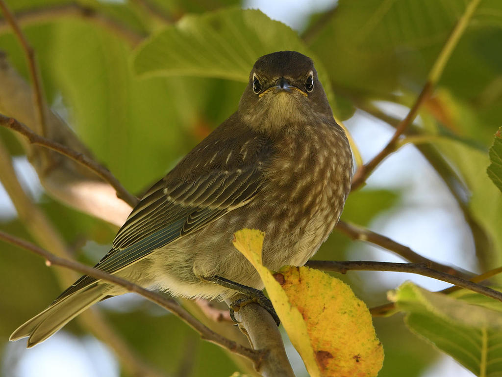 Bluebird3.jpg
