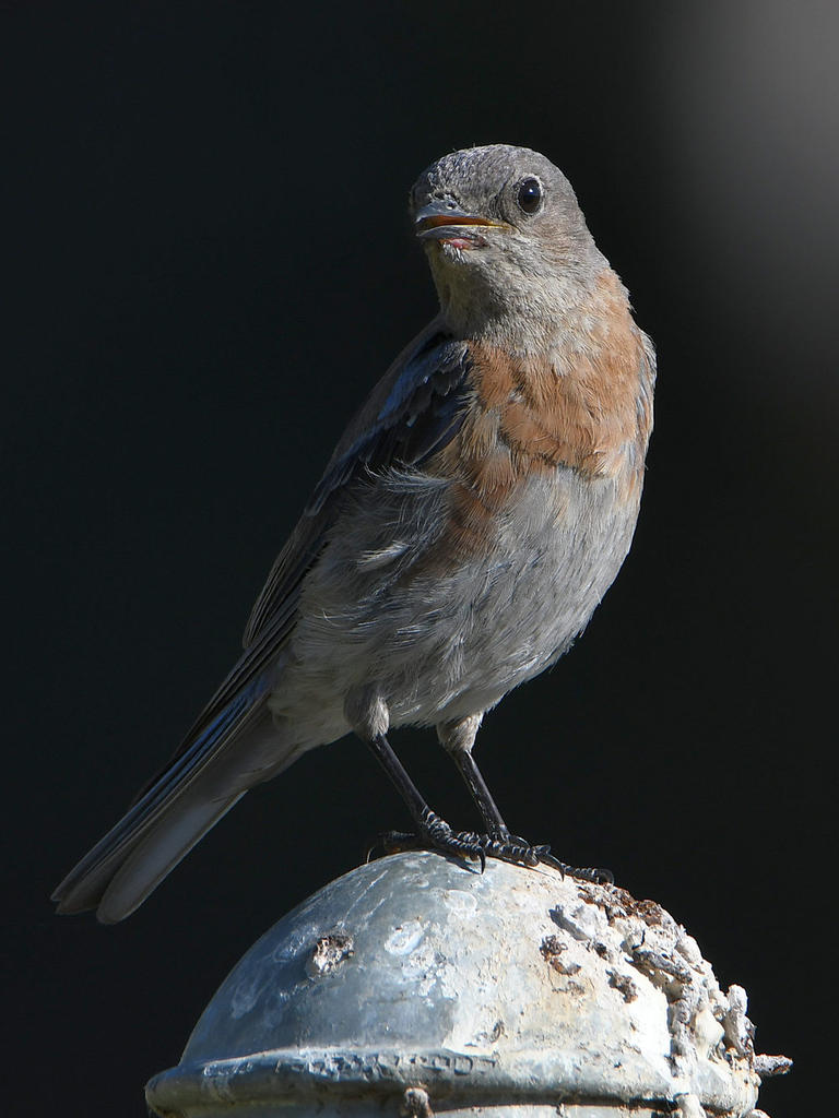 Bluebird3.jpg