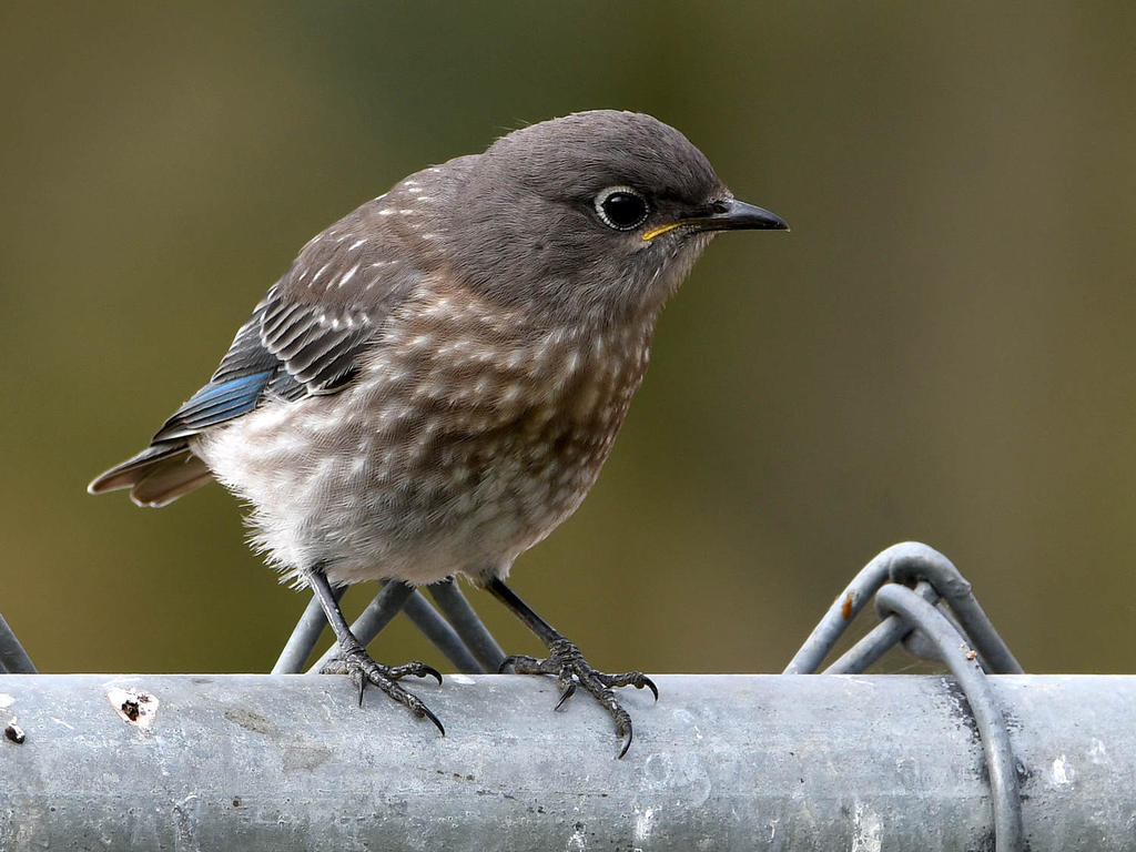 Bluebird3.jpg