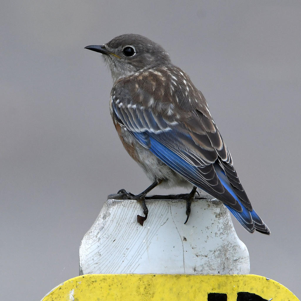 Bluebird3.jpg
