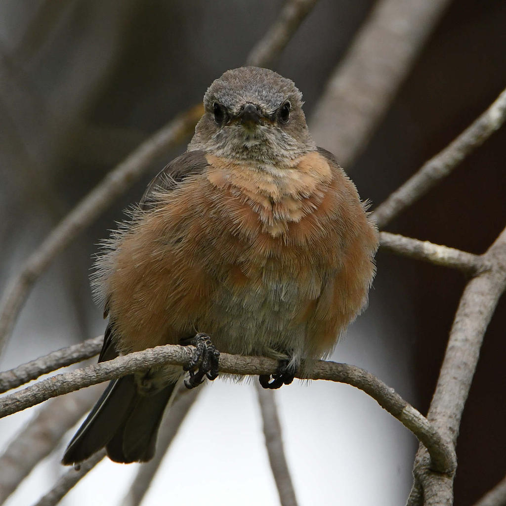 Bluebird3.jpg