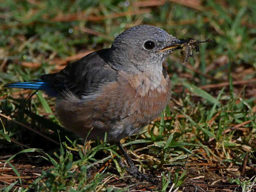 Bluebird3.jpg