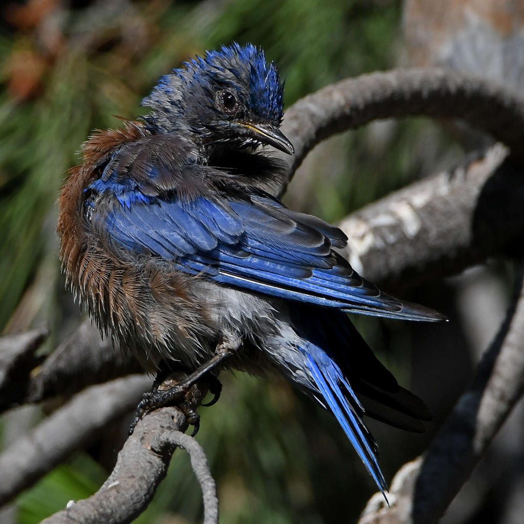 Bluebird3.jpg