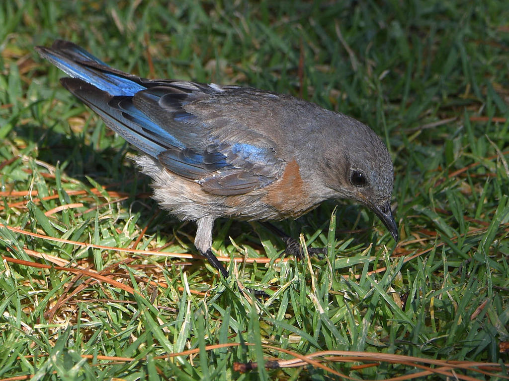 Bluebird3.jpg