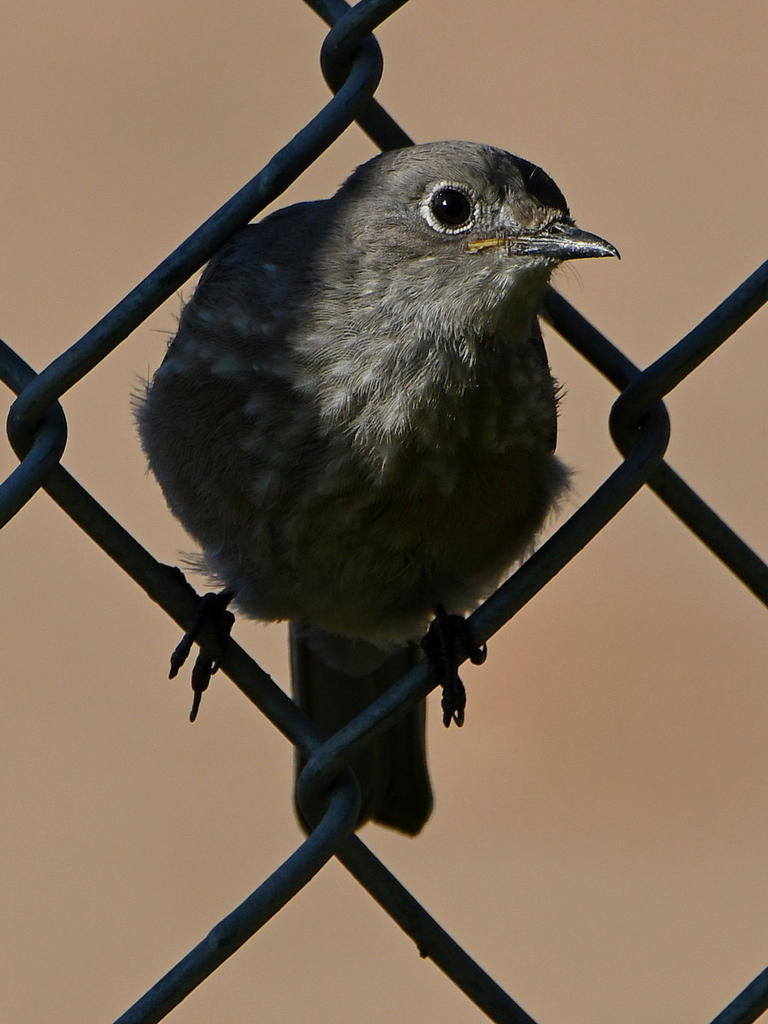 Bluebird3.jpg
