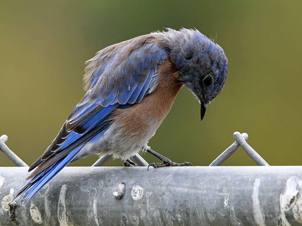 Bluebird3.jpg