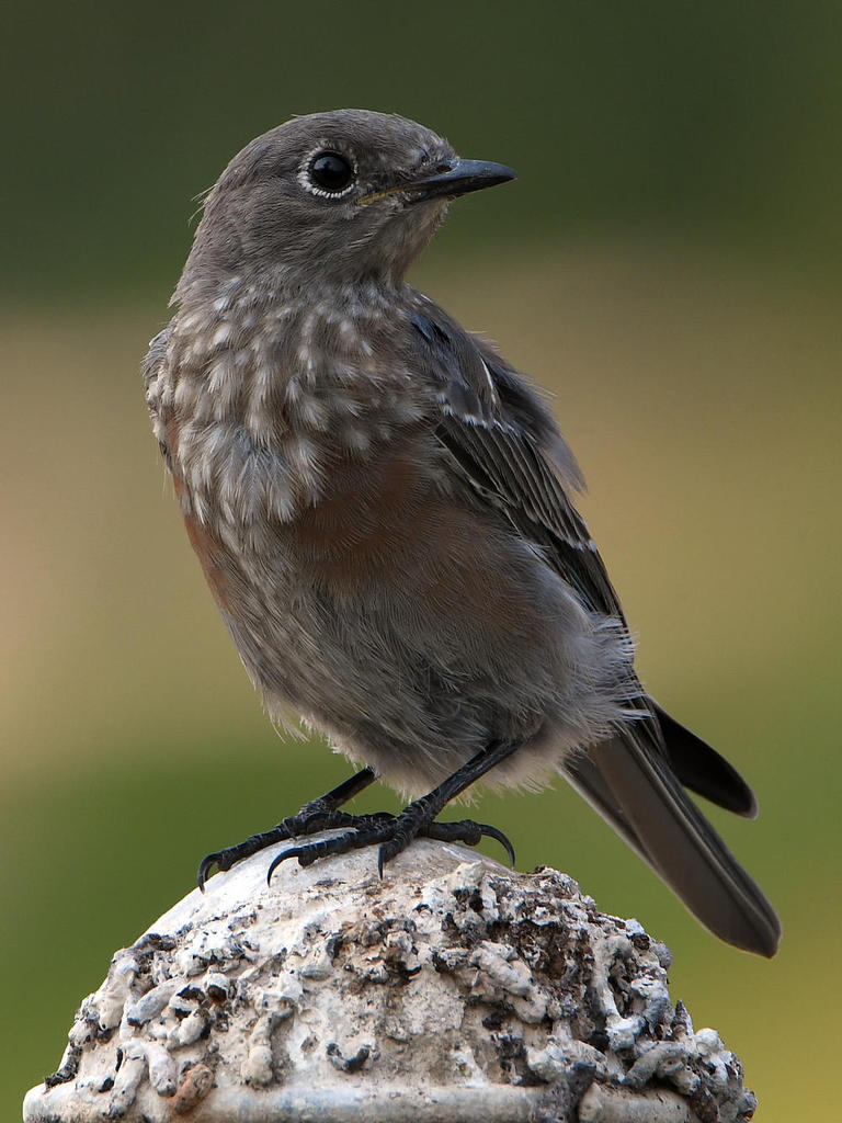 Bluebird3.jpg