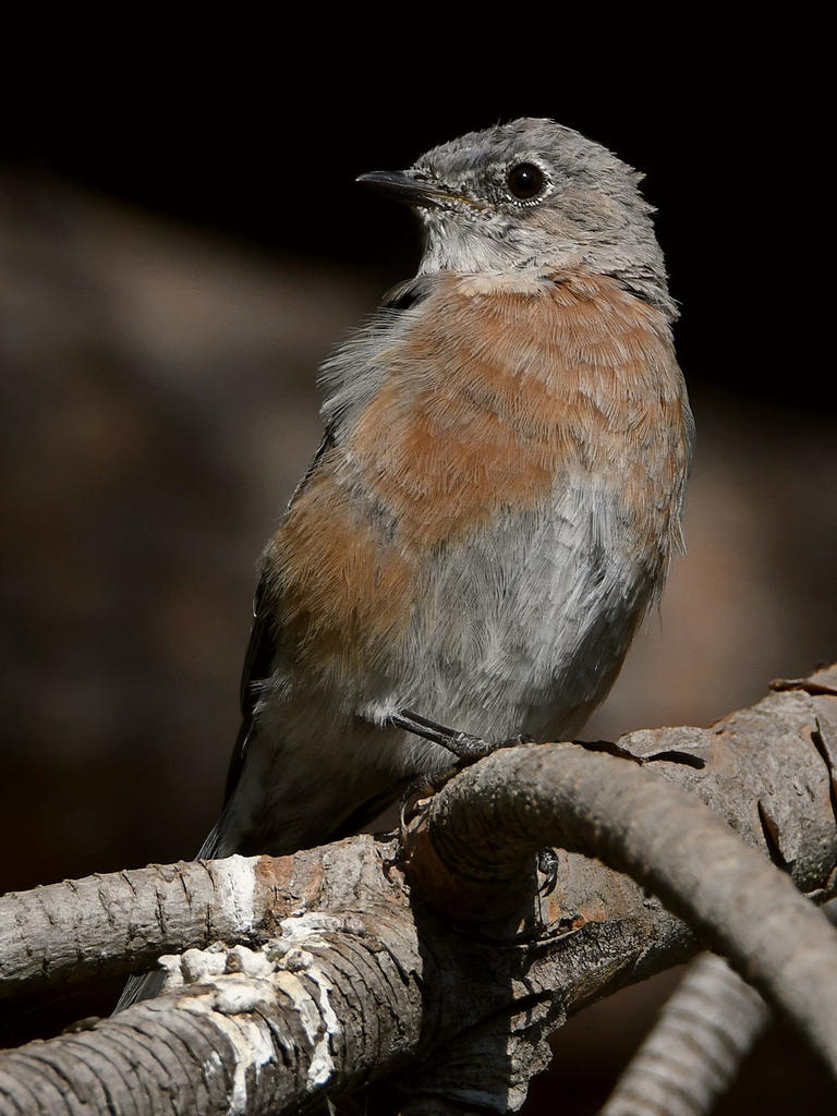 Bluebird3.jpg