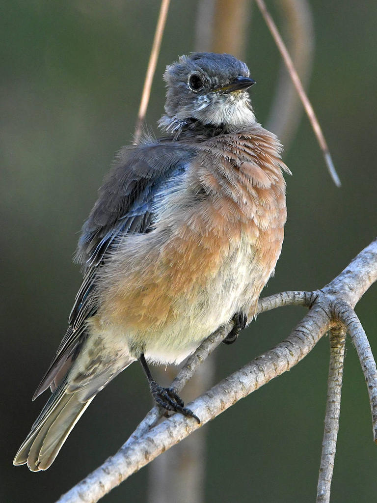 Bluebird3.jpg