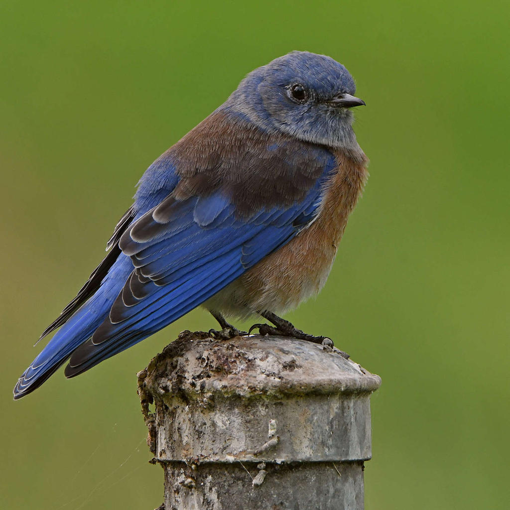 Bluebird3.jpg