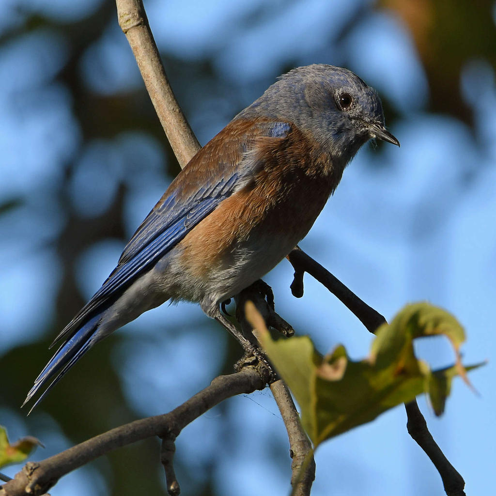 Bluebird3.jpg