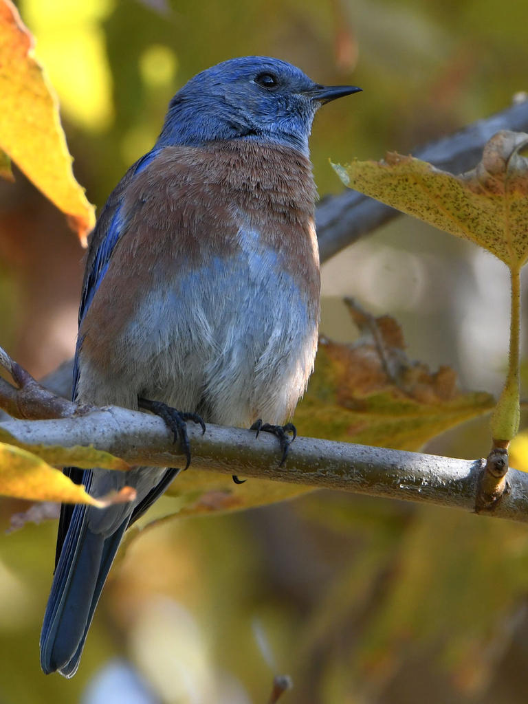 Bluebird3.jpg