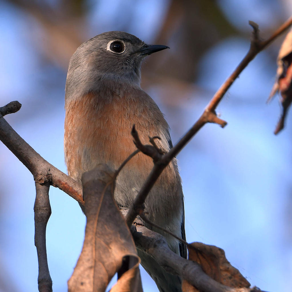Bluebird3.jpg